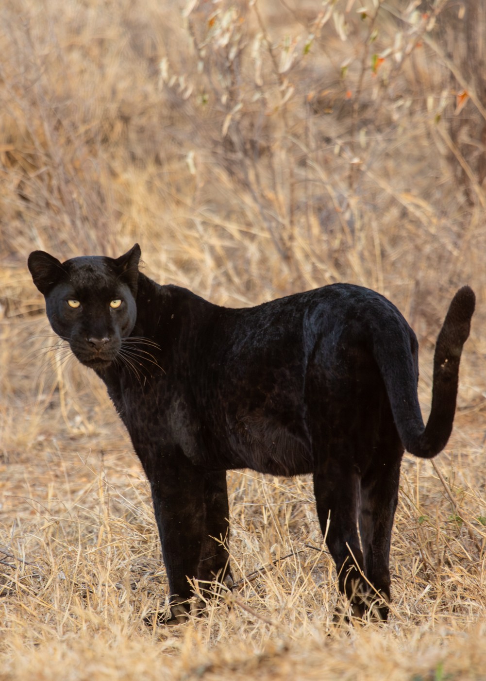 Wildlife